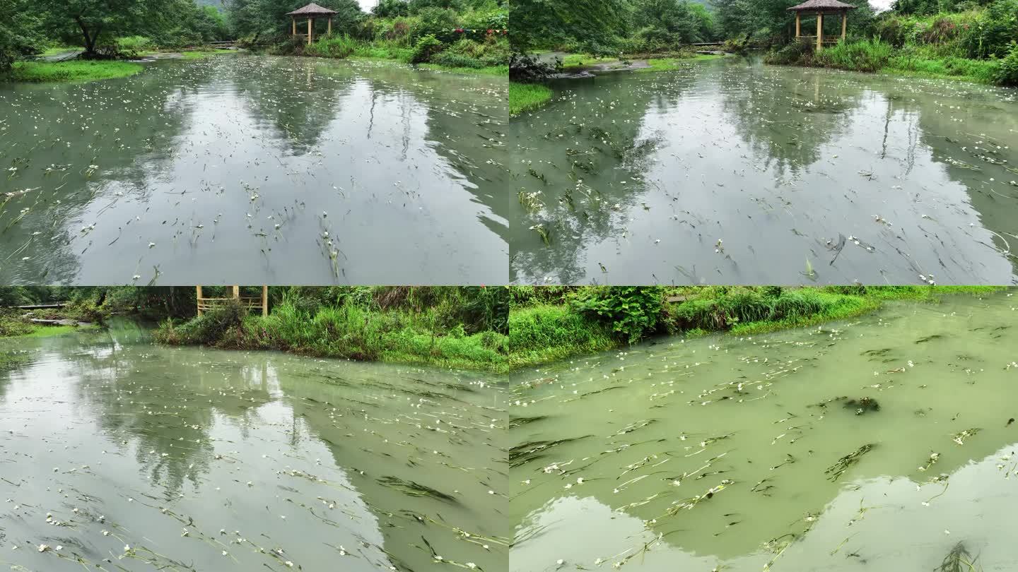 广西永福县百寿河湿地公园海菜花开4K视频