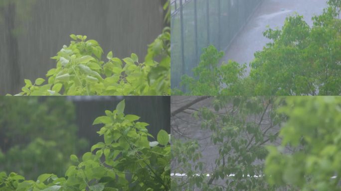 城市下暴雨倾盆大雨下雨天雨水雨滴植物树叶