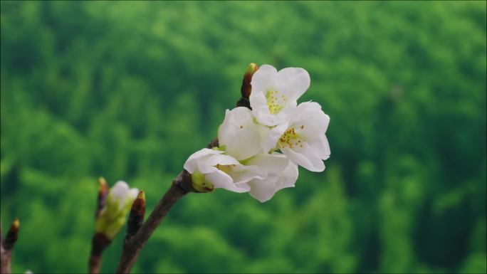 花开 万物生长 发芽种子 自然生命