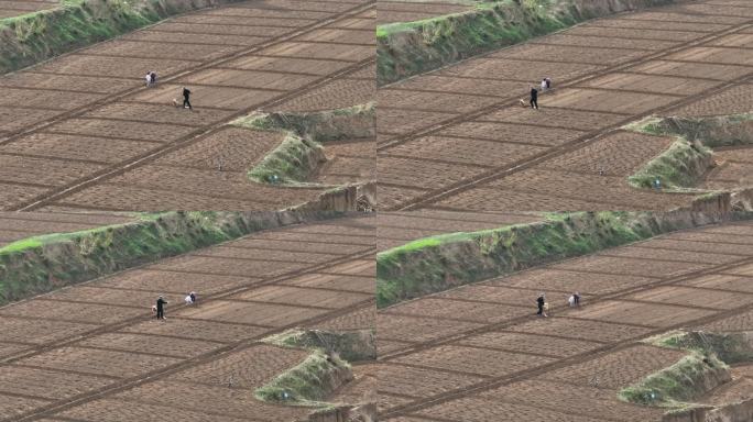 陕西榆林榆阳区农田春耕种植黄土高原农村