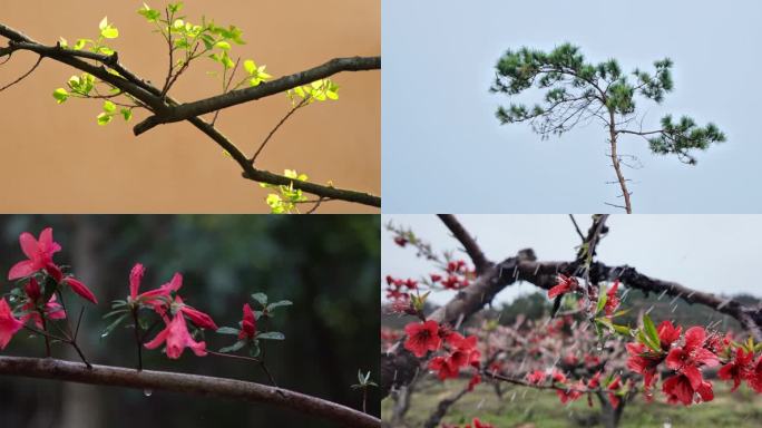 唯美春日空镜头