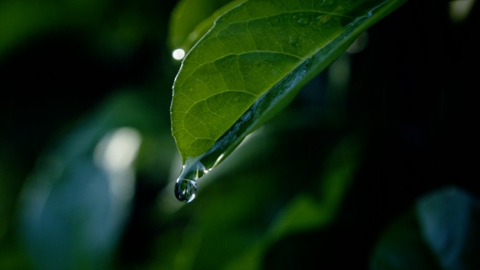 雨水惊蛰节气树叶滴水水滴露水一滴水下雨