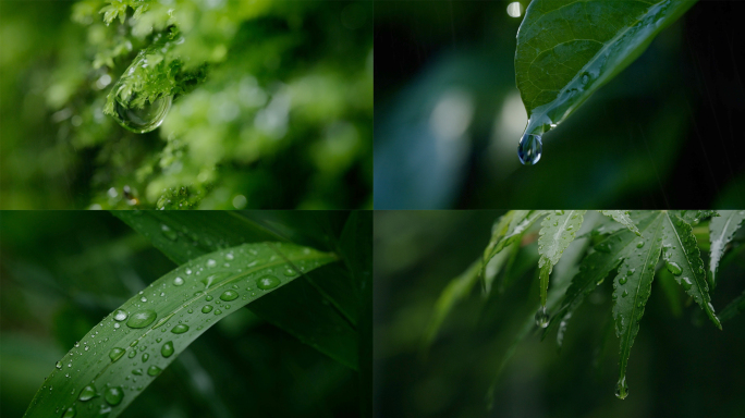 雨水惊蛰节气树叶滴水水滴露水一滴水下雨