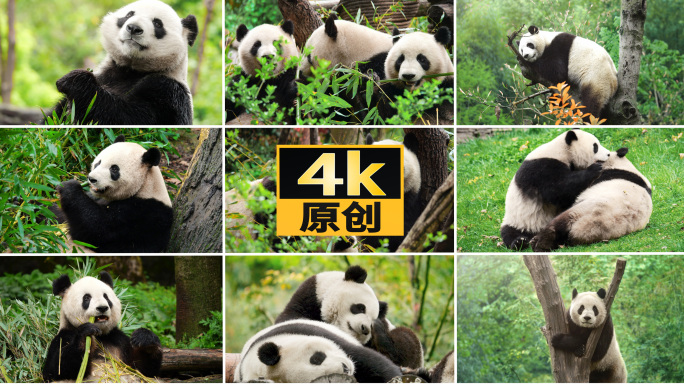 大熊猫熊猫爬树熊猫幼崽熊猫基地