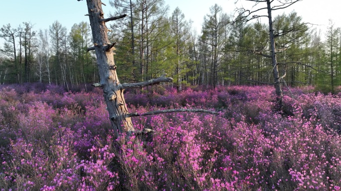 航拍春季火山岩上盛开的杜鹃花