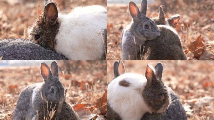 兔子交配 野兔交配 相爱的兔子