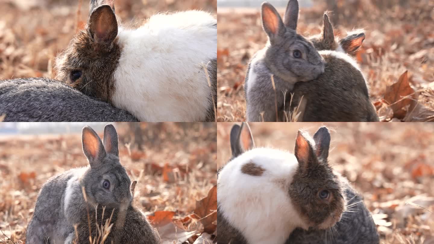 兔子交配 野兔交配 相爱的兔子