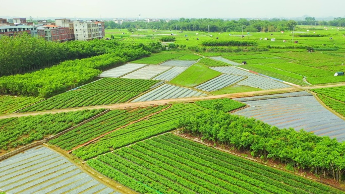 横县 中华茉莉园 茉莉花种殖园 茉莉花地