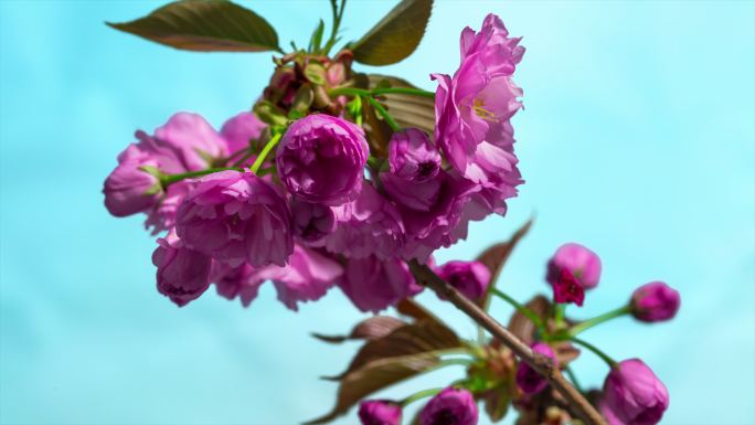 春天紫色樱花花开延时