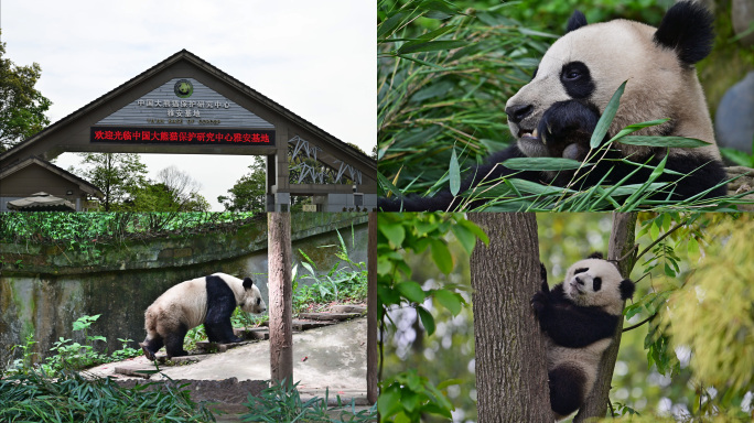 中国大熊猫保护研究中心雅安碧峰峡熊猫基地