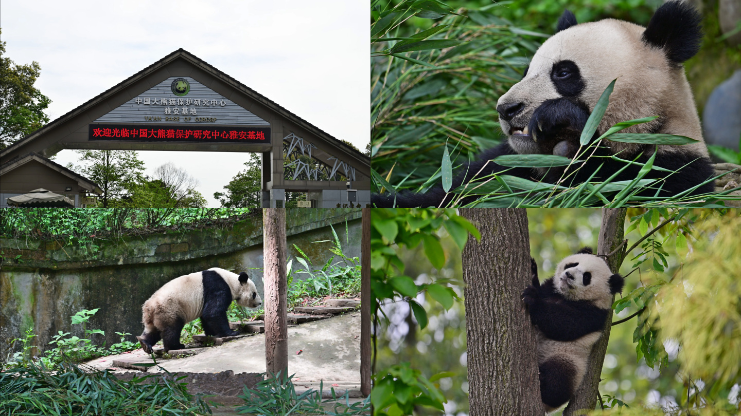 中国大熊猫保护研究中心雅安碧峰峡熊猫基地
