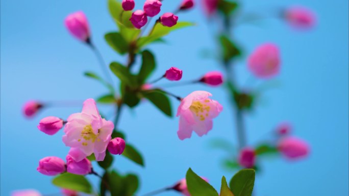 春天花朵樱花绽放过程植物延时视频素材40