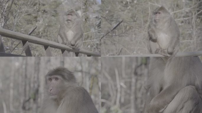 甘孜 05   猴子