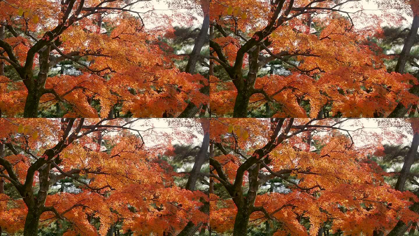 日本京都丸山公园的秋天树木