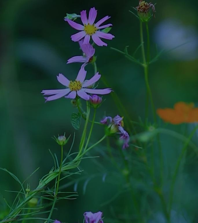 美丽的格桑花