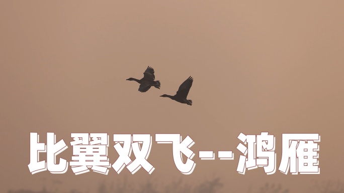 晨雾中飞行的鸿雁、豆雁