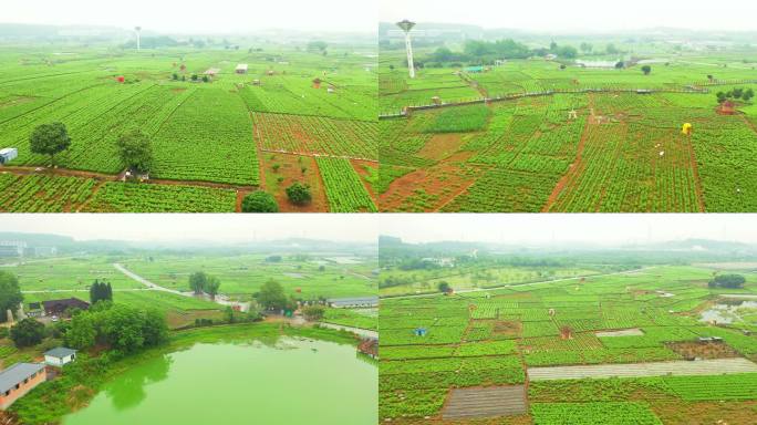 横县 中华茉莉园 茉莉花种殖园 茉莉花地