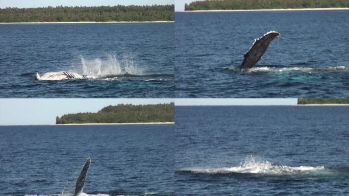 在汤加，一头鲸鱼用它的鳍撞击海洋表面