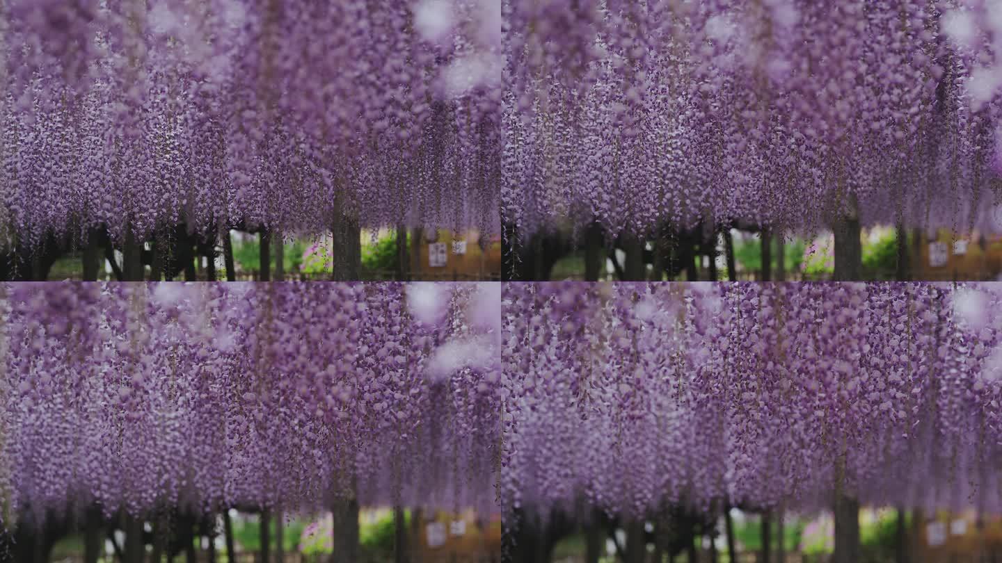 玉木公园的日本紫藤