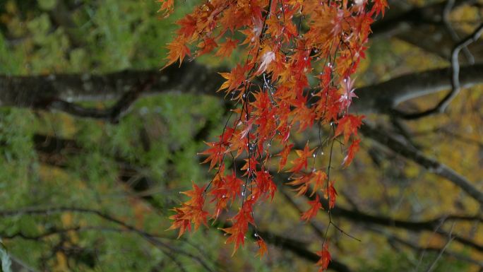 秋日枫叶，箱根，神奈川，日本