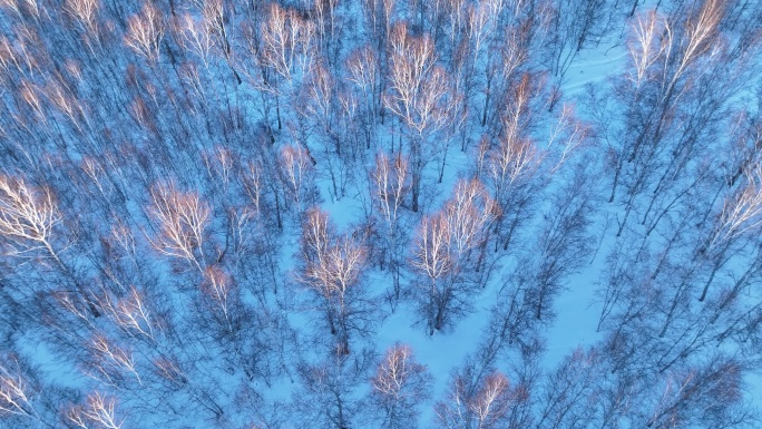 夕阳照耀的雪原白桦林