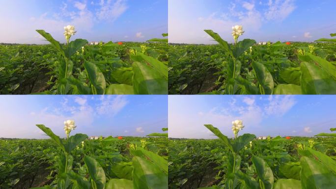 广西 横县 横州 茉莉花茉莉花种殖园