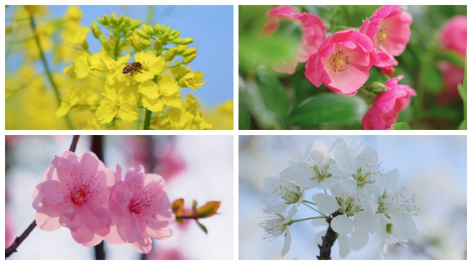 【4K原创】花朵合集百花盛开自然风光花