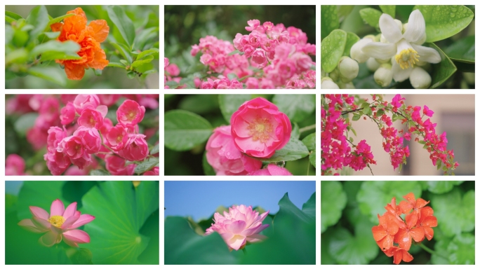 【4K原创】花朵合集百花盛开自然风光花