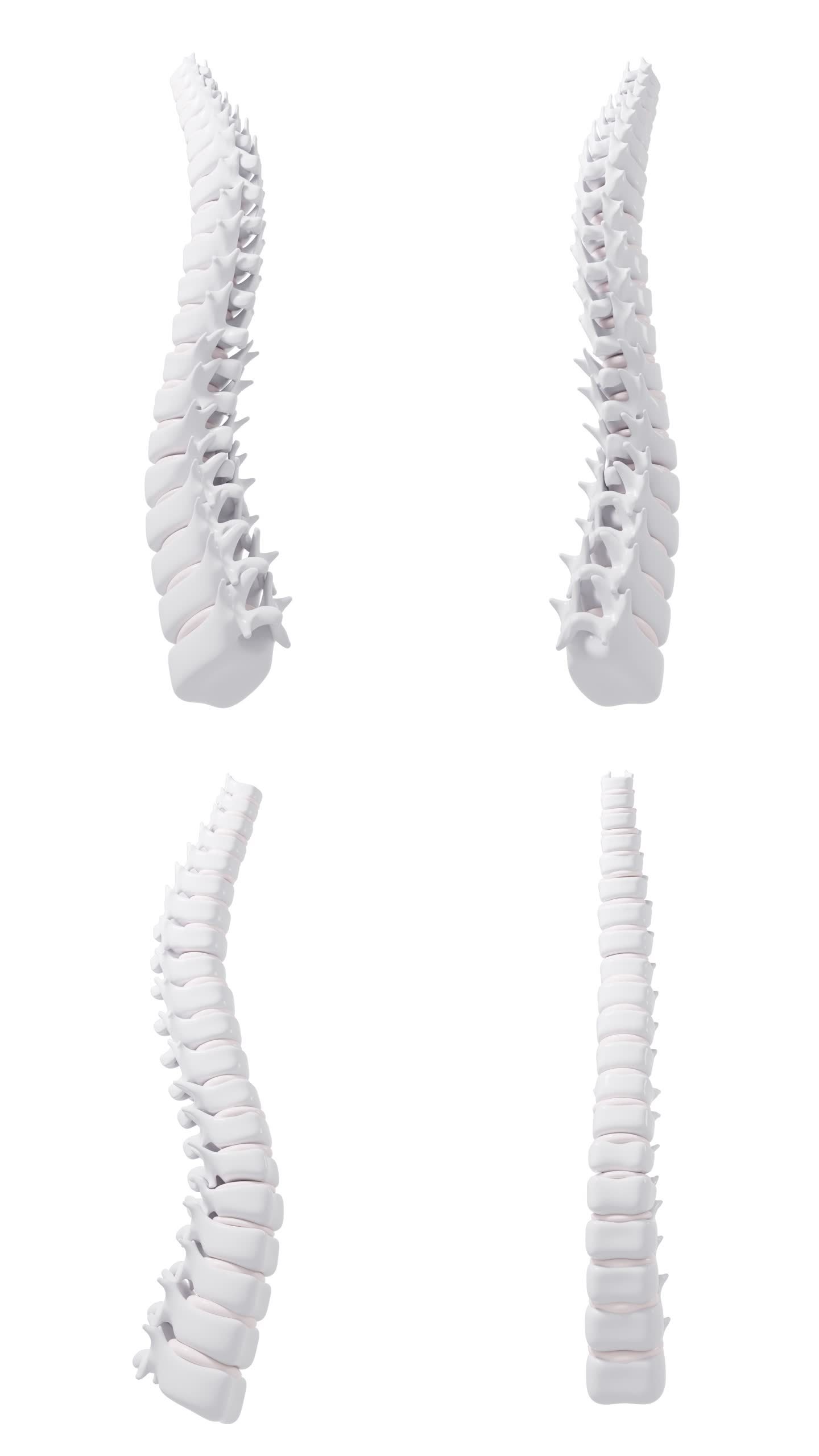 带透明通道的人类脊椎脊柱模型视频