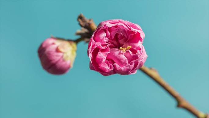 春天花梅花花开花苞绽放延时