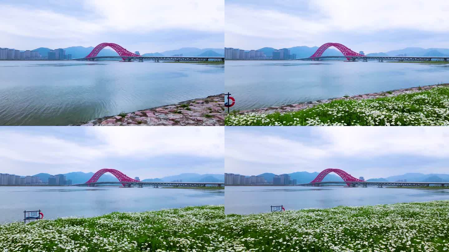 宁波北仑梅山红桥小雏菊