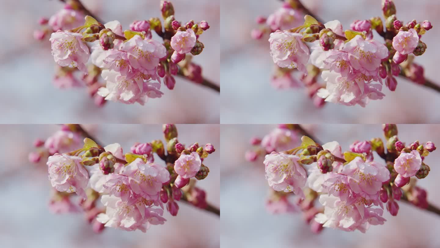 川津扎樱花在日本