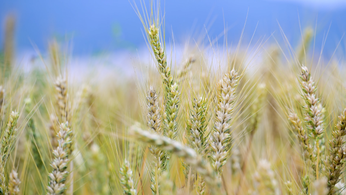 麦穗特写麦子成熟小麦丰收