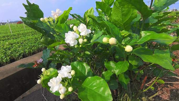 广西 横县 横州 茉莉花茉莉花种殖园