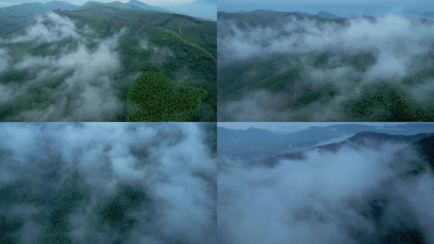 云雾森林航拍风景树林绿色生态云雾缭绕