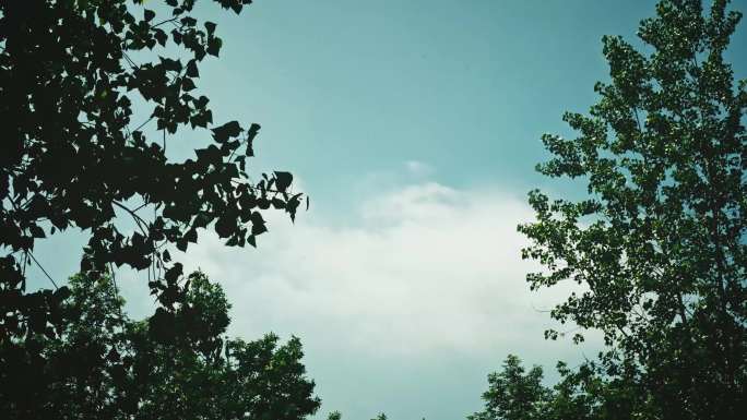 4K夏天绿树蓝天白云延时