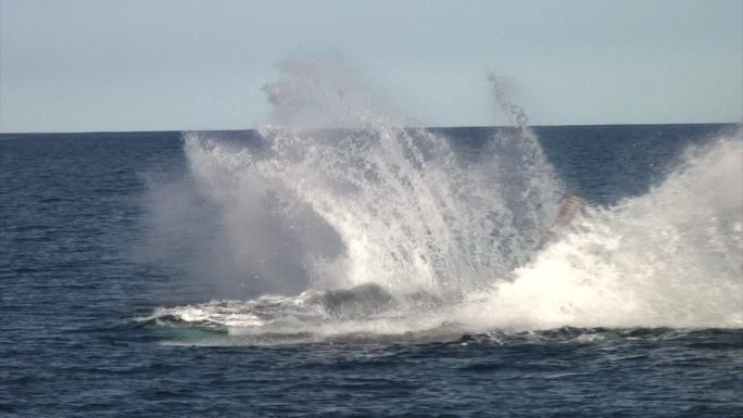 一只鲸鱼在汤加冲出海洋