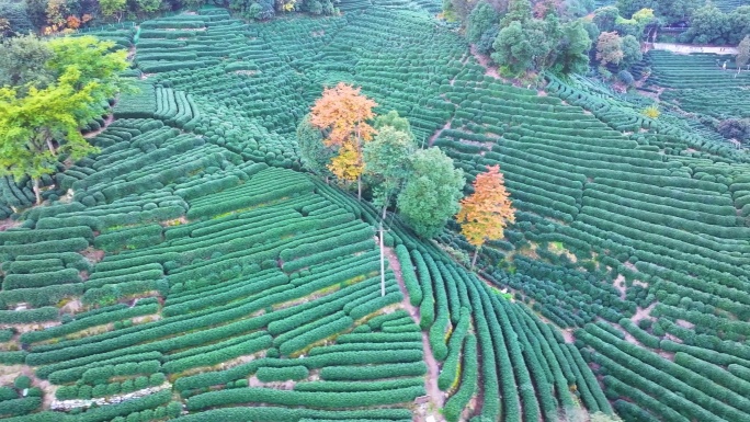 唯美杭州西湖龙井茶文化景区航拍茶园地茶叶