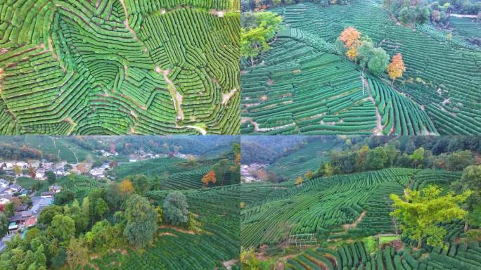 唯美杭州西湖龙井茶文化景区航拍茶园地茶叶