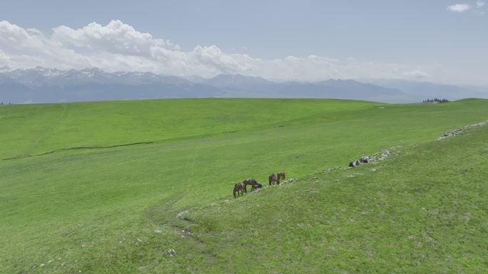 新疆伊犁喀拉峻草原航拍