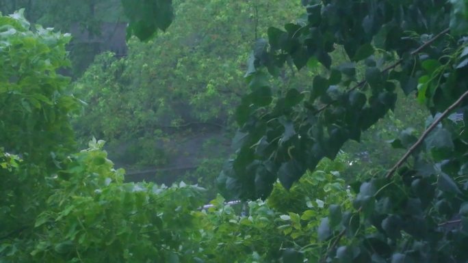 城市下暴雨下雨天雨水雨滴植物树叶子树木雨