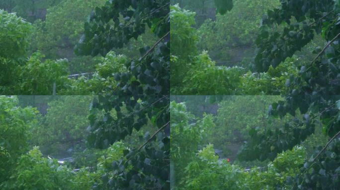 城市下暴雨下雨天雨水雨滴植物树叶子树木雨