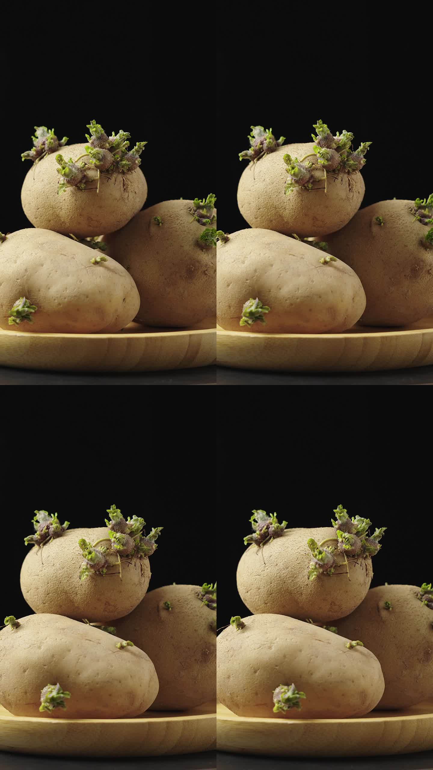 发芽的土豆马铃薯