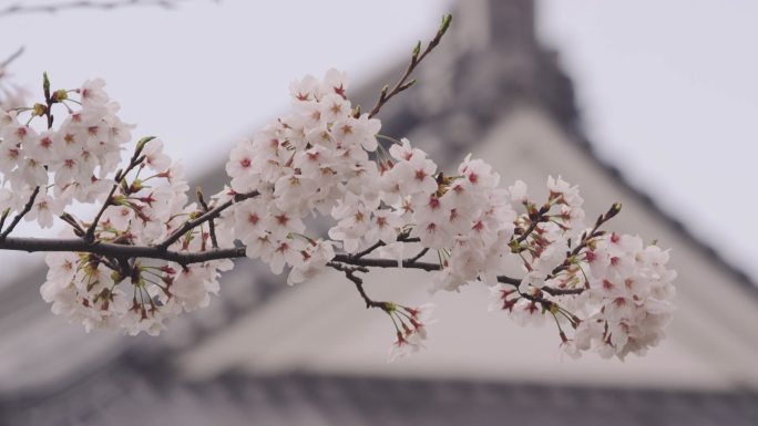 日本小田原城堡的樱花