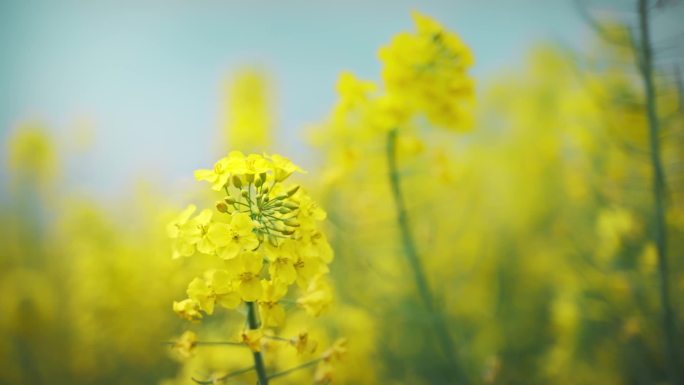 油菜花高铁桃花花海春天绽放生命新生希望