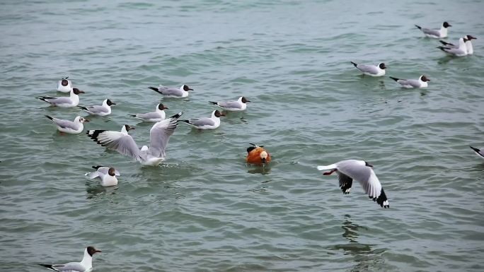 青海湖东格尔湖海鸥2