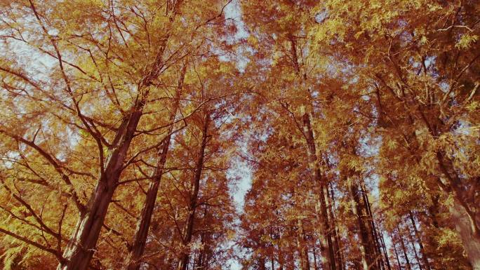 秋天，水本公园的黎明红木林