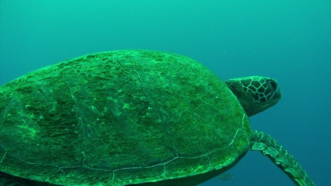 一只海龟在日本小笠原群岛的水下游泳
