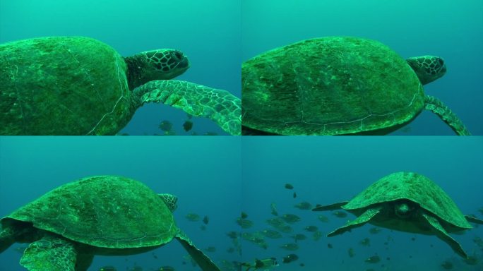 一只海龟在日本小笠原群岛的水下游泳