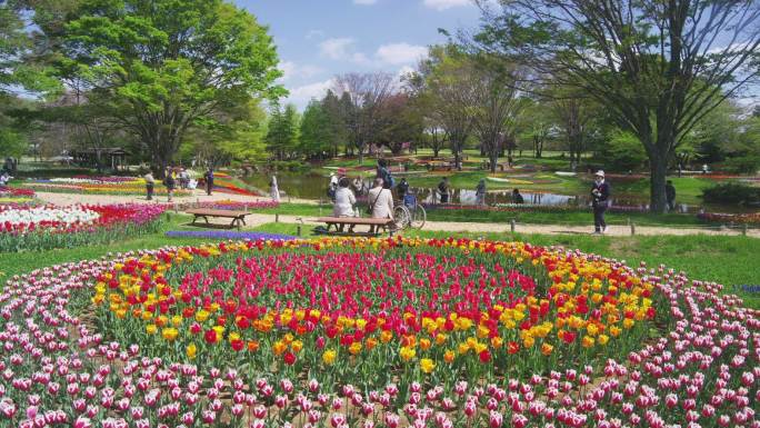 日本东京昭和基宁公园里五颜六色的郁金香。